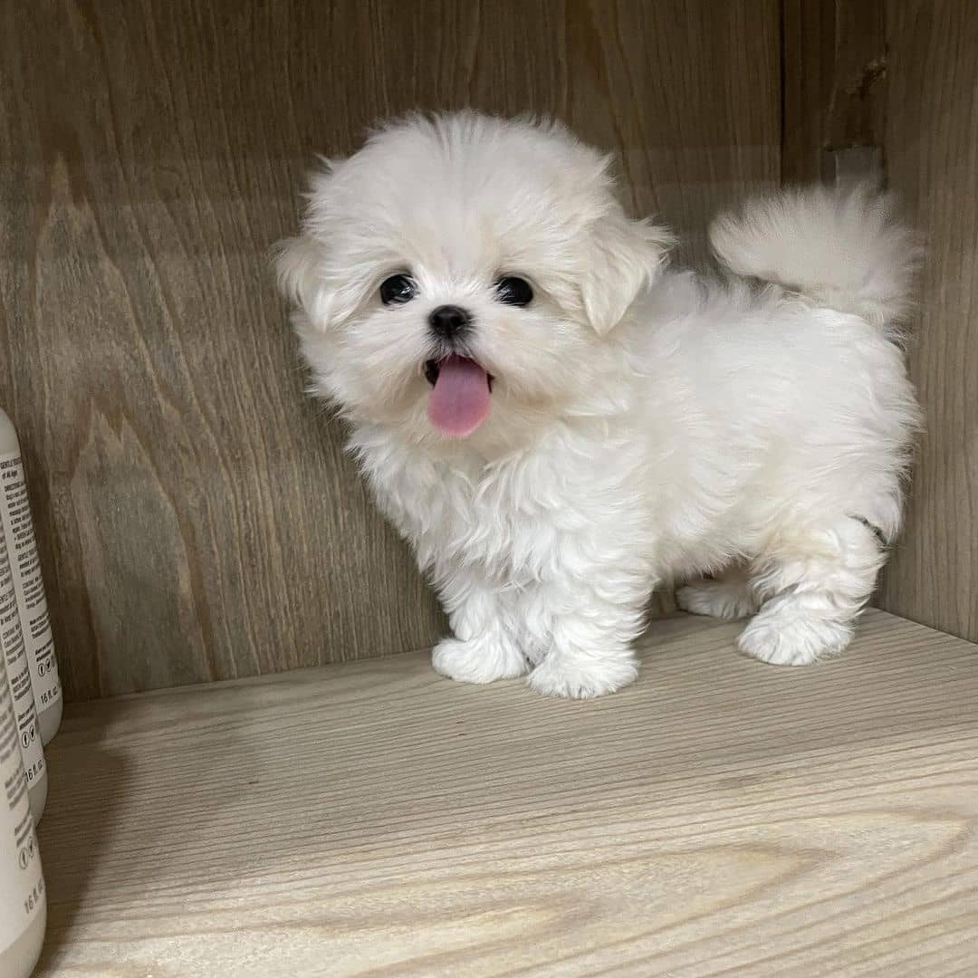Find your perfect Maltipoo puppy at Breed n Breeder